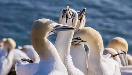 皇马遭遇惨败，主帅面临巨大压力