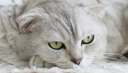 各自发挥实力，攻守平衡成败关键